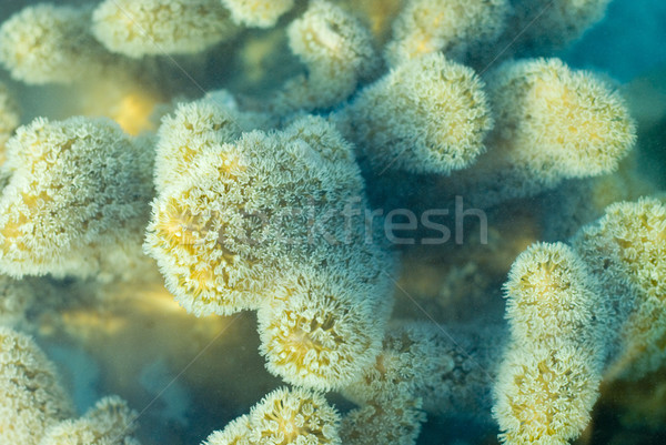 Leder koraal macro afbeelding familie Stockfoto © photohome