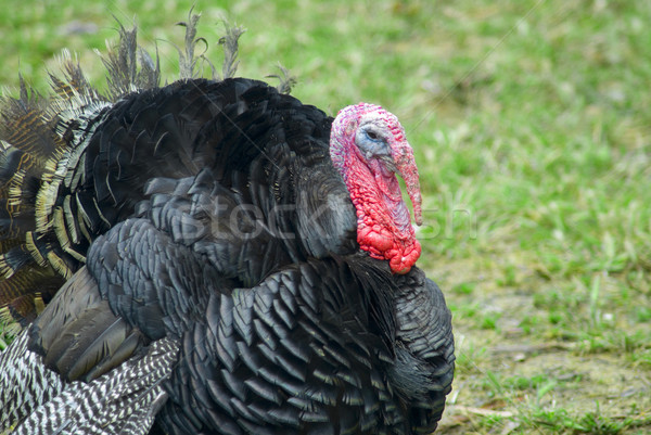 Domestic turkey Stock photo © photohome