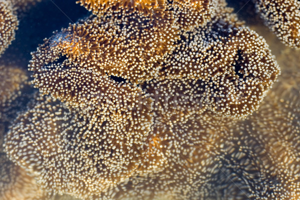 Cuir corail champignon vénéneux eau [[stock_photo]] © photohome
