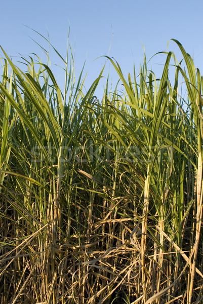 ripe sugar cane Stock photo © photohome