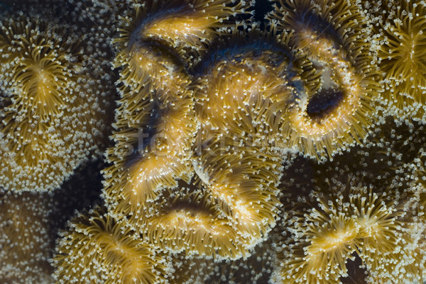 Foto stock: Cuero · de · coral · seta · venenosa · familia