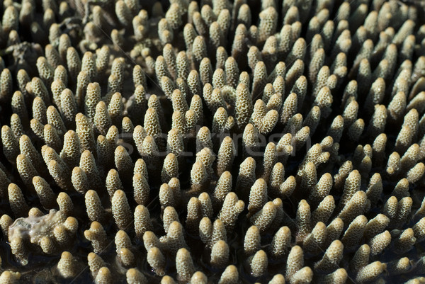 Acropora millipora coral fingers Stock photo © photohome