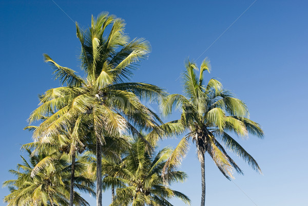 tropical palms Stock photo © photohome