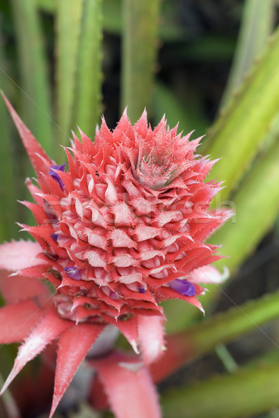 bromeliad pineapple flowering Stock photo © photohome