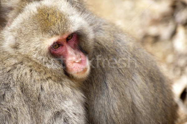 Japanese Snow Monkeys Stock photo © photohome