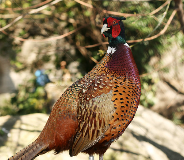 Colorful pheasant cock Stock photo © Photoline