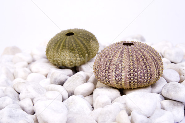 Sea urchin Stock photo © Photoline