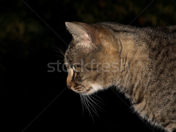 Jagd Katze Augen Porträt Tier cute Stock foto © Photoline