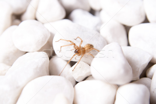 Stock fotó: Fehér · kő · barna · pók · tengerpart