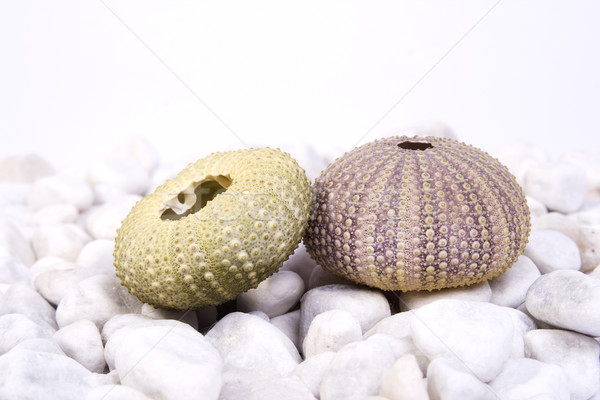 Sea urchin Stock photo © Photoline