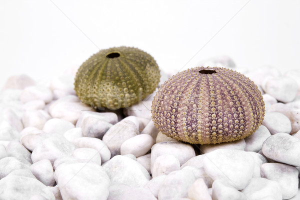 Sea urchin Stock photo © Photoline