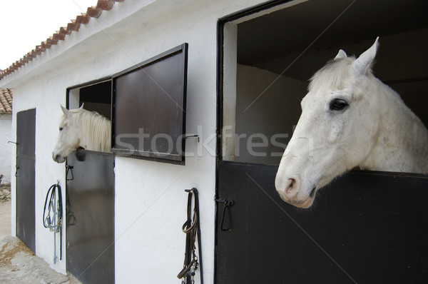 Arabian Mustang Stock photo © Photooiasson