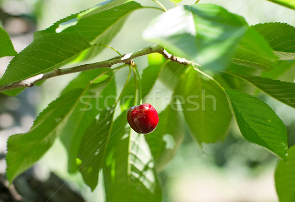 Cireş Spania ecologice proaspăt dulce Imagine de stoc © Photooiasson