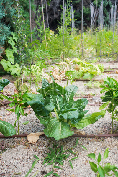 Chard in a vegetable garden. Stock photo © Photooiasson