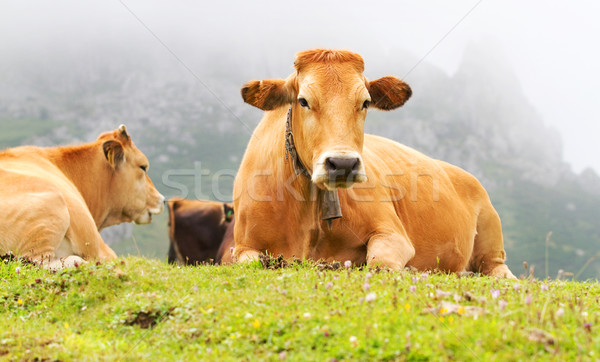 Brown Cow of Asturias (Northern Spain). Stock photo © Photooiasson