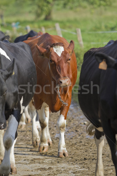 Brown Cow of Asturias (Northern Spain). Stock photo © Photooiasson