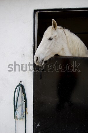 арабский Mustang белый трава скорости животные Сток-фото © Photooiasson