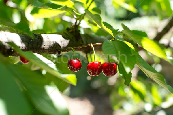 Cherries from Valle del Jerte in Spain. Stock photo © Photooiasson