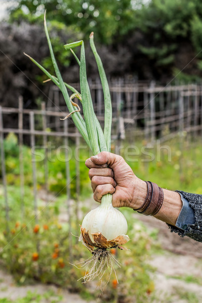 Hand of a young men harvesting mature onions. Stock photo © Photooiasson