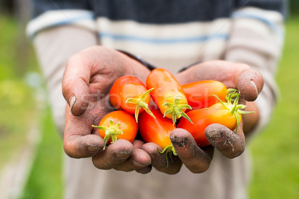 Hand of a young men harvesting mature tomatoes. Stock photo © Photooiasson