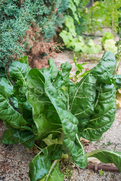 Chard in a vegetable garden. Stock photo © Photooiasson