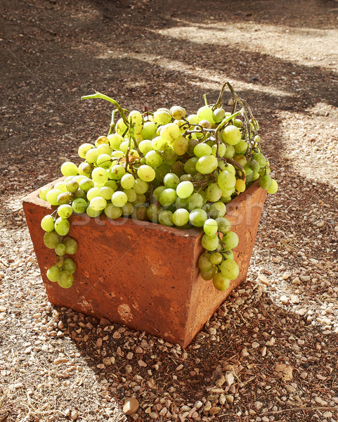 Maduro blanco uvas tazón arcilla alimentos Foto stock © Photooiasson
