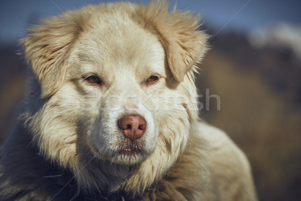 Attentif blanche chien de berger portrait métal Photo stock © photosebia