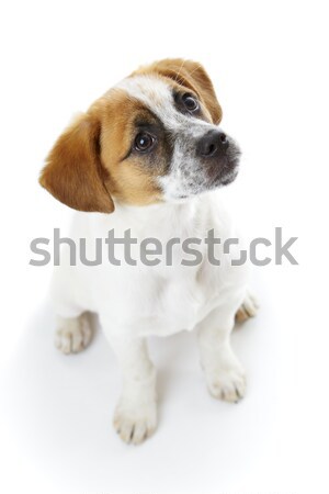 Engedelmes ül kutya terrier kutyakölyök vár Stock fotó © photosebia