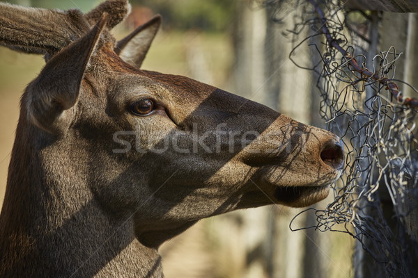 Curious deer hart portrait Stock photo © photosebia