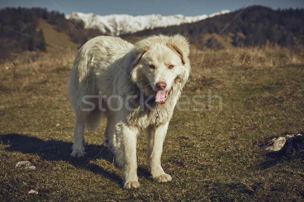 White furry sheepdog Stock photo © photosebia