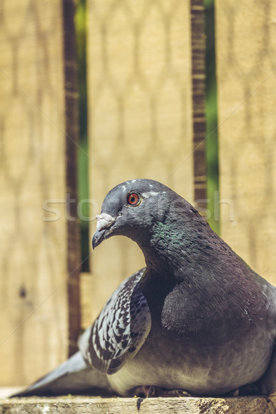 賽車 鴿子 肖像 和平 女 商業照片 © photosebia
