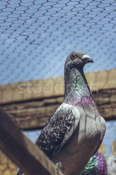 Racing pigeon portrait Stock photo © photosebia