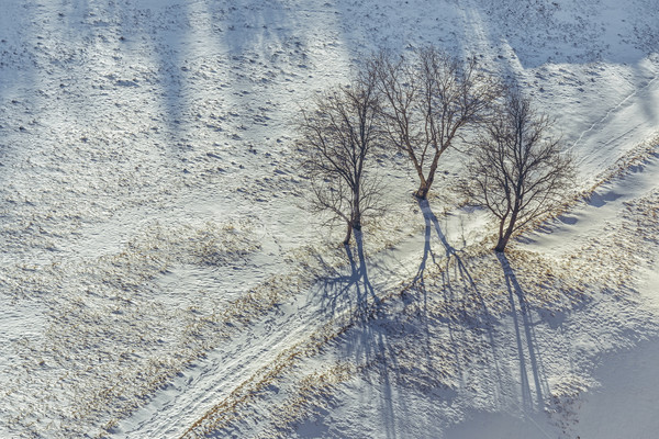 Stock fotó: Magány · idilli · tél · díszlet · három · lombtalan