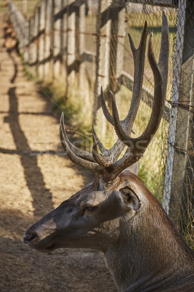 Stock photo: Red deer stag head