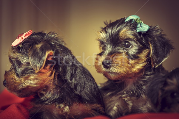 Doua yorkshire cadastru câine pui curios Imagine de stoc © photosebia