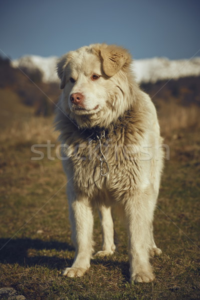 Alert white furry sheepdog Stock photo © photosebia