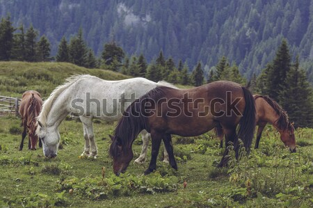 Herd of grazing horses Stock photo © photosebia