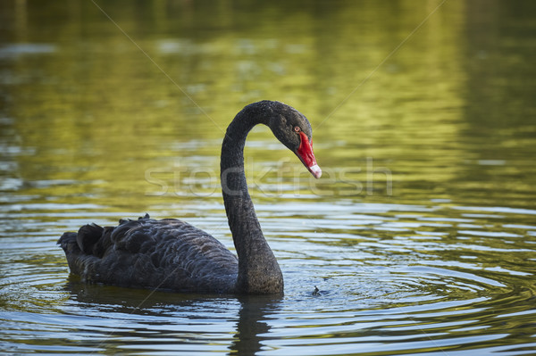 Kecses fekete hattyú férfi hosszú természet Stock fotó © photosebia