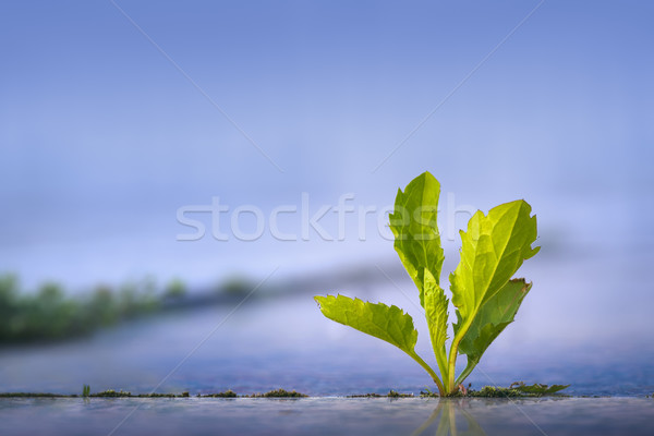 Weed growing through pavement Stock photo © photosebia