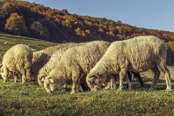 Grazing sheep Stock photo © photosebia