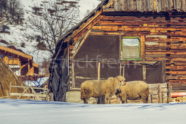 Old wooden cottage and sheep Stock photo © photosebia