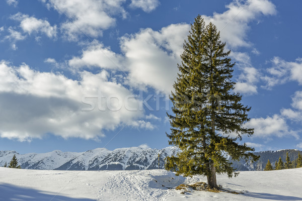 Solitary fir trees during winter Stock photo © photosebia