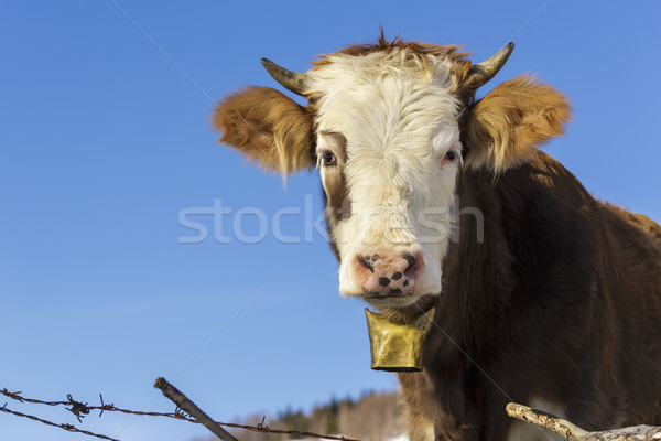 Cow portrait with bell Stock photo © photosebia