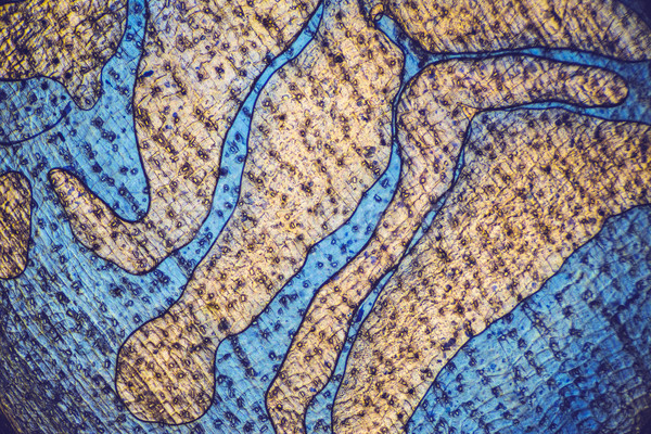 Soyut doku mikroskop renkli mikroskobik Stok fotoğraf © photosebia