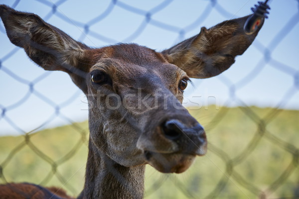 Curious deer female portrait Stock photo © photosebia