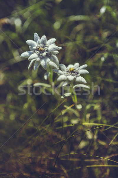 Kwiaty dwa chroniony rzadki lata Zdjęcia stock © photosebia