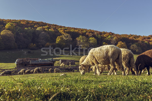 Sheepfold and grazing sheep flock Stock photo © photosebia