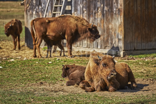 European bison females and calves Stock photo © photosebia