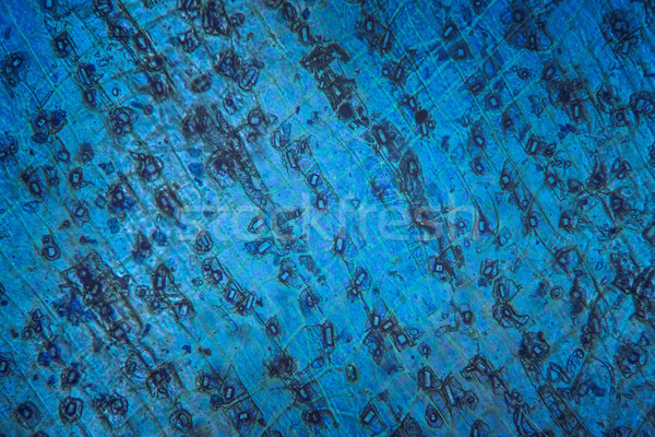 Blauw microscopisch abstract textuur microscoop kleurrijk Stockfoto © photosebia