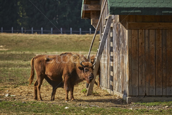 Bison weiblichen hungrig Holz Scheune Stock foto © photosebia